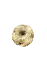 CANT End.webp
