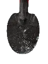Eastern Oval Shovel.webp